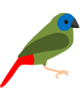 quadricolor